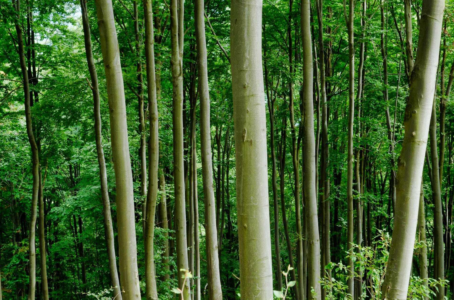 Albania's Primeval Beech Forests - Image 1
