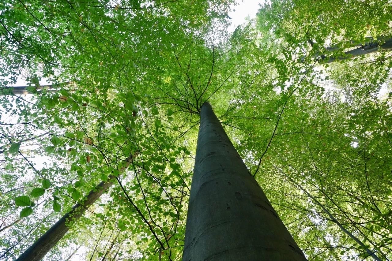 Albania's Primeval Beech Forests